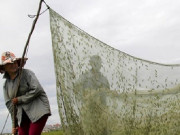 Tin tức - Nghề lạ ở Việt Nam: Chạy khắp cánh đồng, "hốt" tiền triệu mỗi ngày nhờ săn loài đặc sản làm mồi nhậu