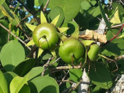 Sức khỏe - Trái bần là quả gì? Tác dụng ít biết với sức khoẻ của trái bần