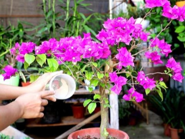 Cây hoa giấy mua về phải rửa rễ trước, chờ 100 ngày cành vươn dài, tuôn thành suối hoa