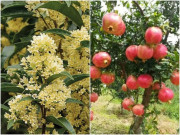 Nhà đẹp - Có 3 loại “cây may mắn” ông bà trồng con cháu luôn giàu sang, sống lâu năm là điềm lành