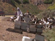 Clip Eva - Vụ tai nạn khiến hơn 25 triệu con ong tràn ra đường cao tốc