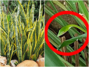 Nhà đẹp - Rắn rất sợ mùi của 3 loại cây này, trồng ở ban công không phải sợ chúng bò vào nhà