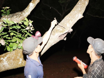 Nghề lạ ở Việt Nam: Ban đêm đi săn loài đặc sản kêu điếc tai mùa hè, kiếm vài chục triệu đút túi