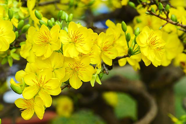 20 loài hoa đẹp nhất thế giới, số 3 của Việt Nam đầy đủ - 7