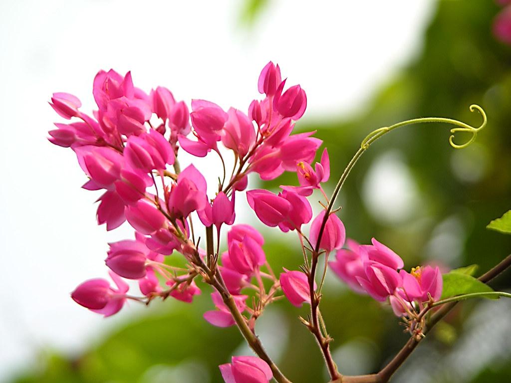 20 loài hoa đẹp nhất thế giới số 3 ở việt nam mọc đầy - 19