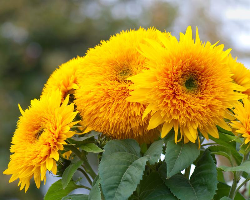 Hoa hướng dương - Nguồn gốc và ý nghĩa đặc biệt ít người biết đến - 22