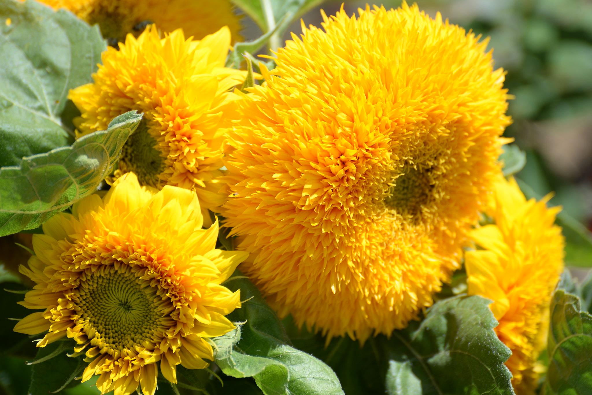 Hoa hướng dương Sungold khổng lồ