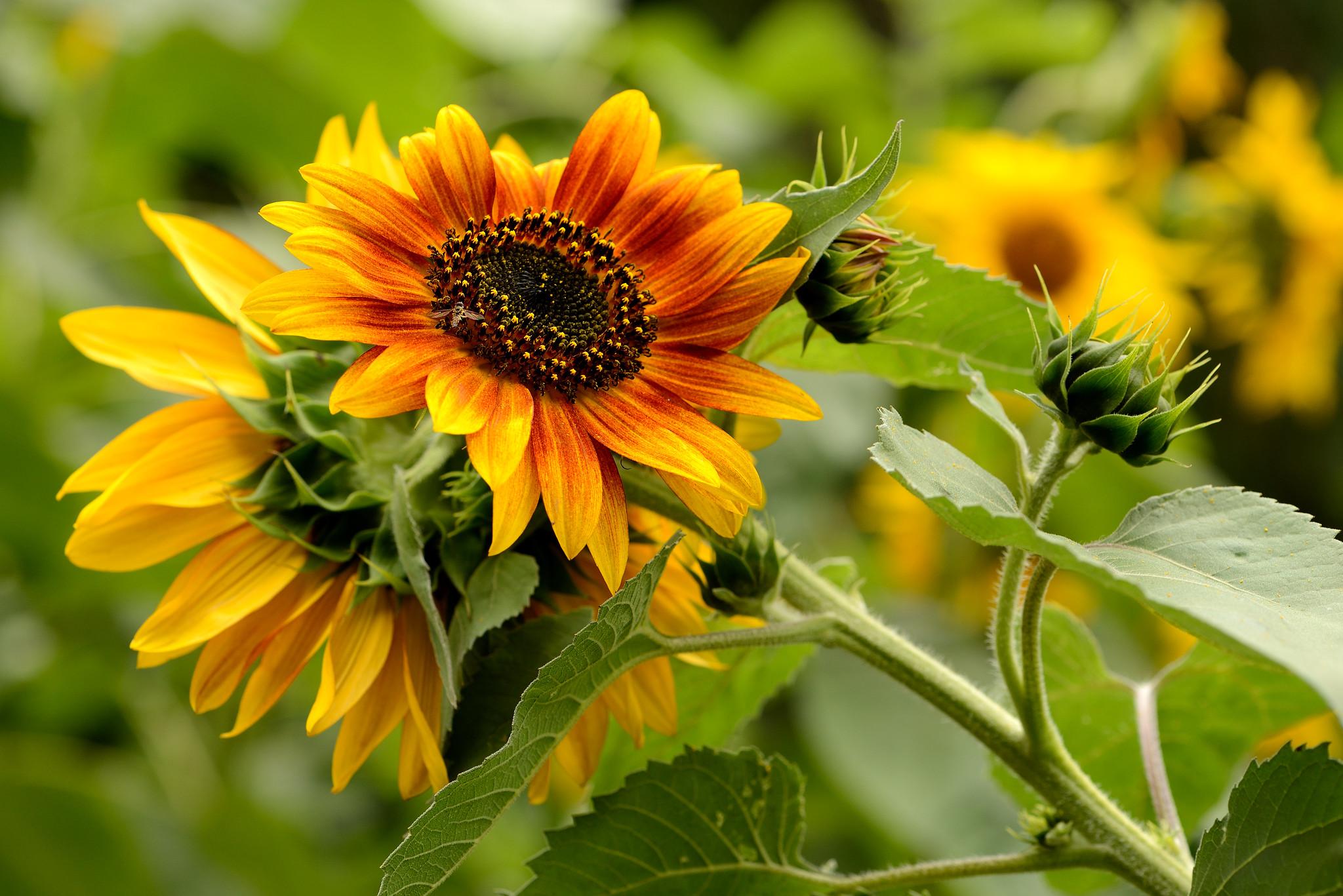 Hoa hướng dương Firecracker