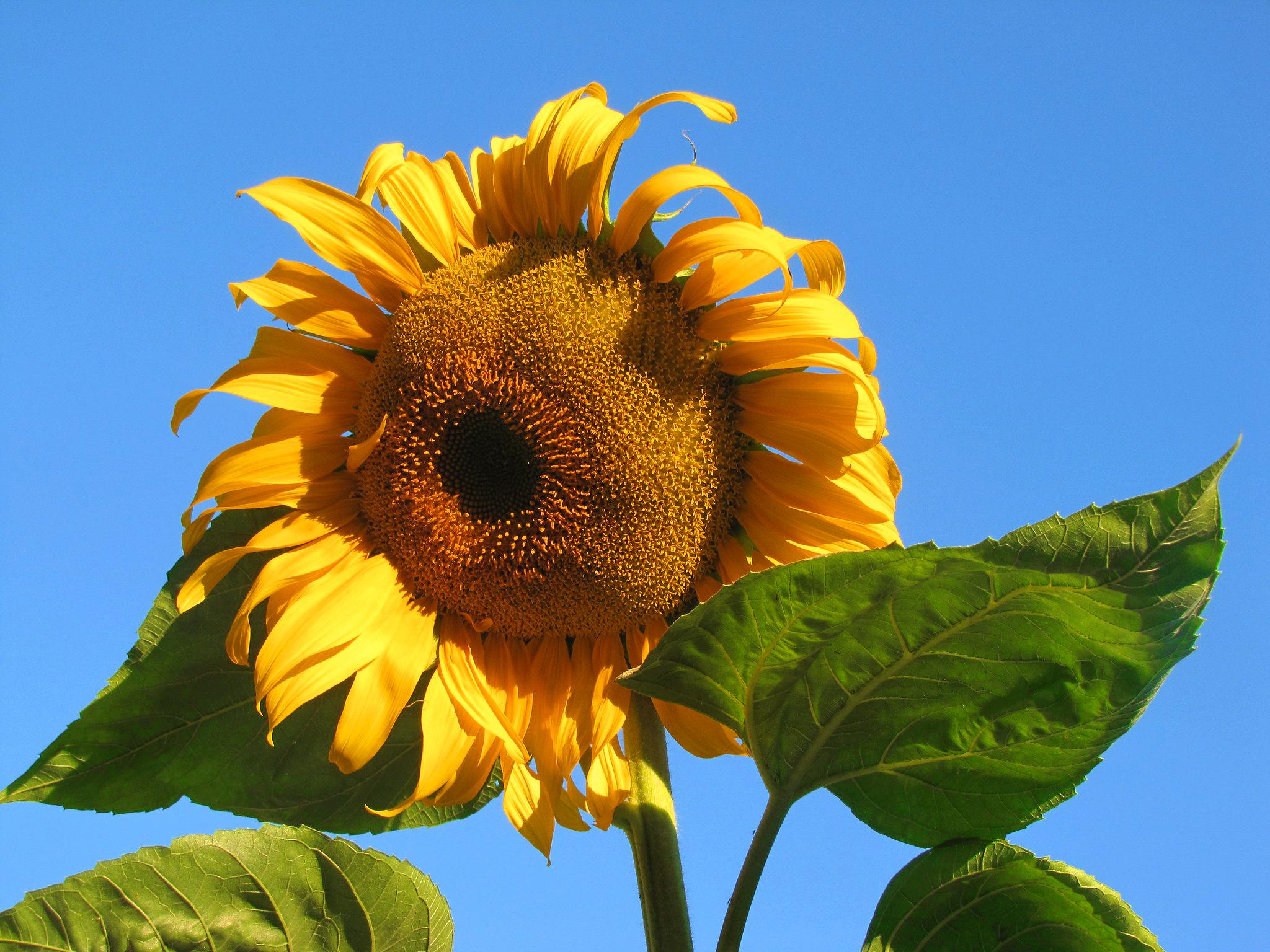 Hoa hướng dương khổng lồ