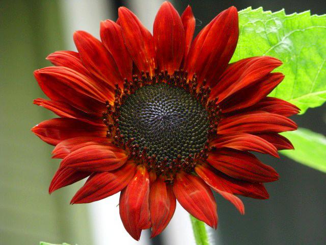 Hoa hướng dương đỏ