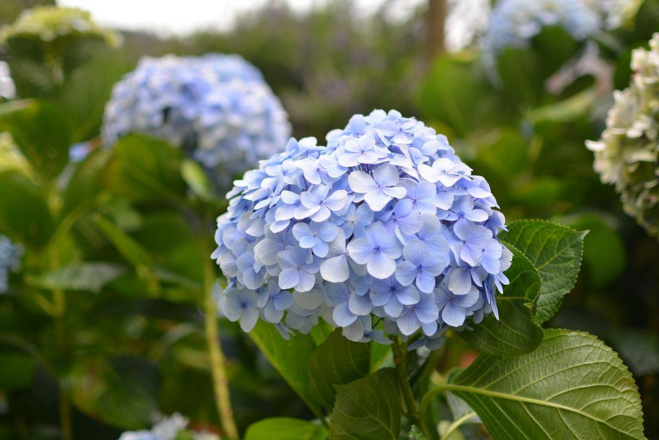 20 loài hoa đẹp nhất thế giới số 3 ở việt nam mọc đầy - 10