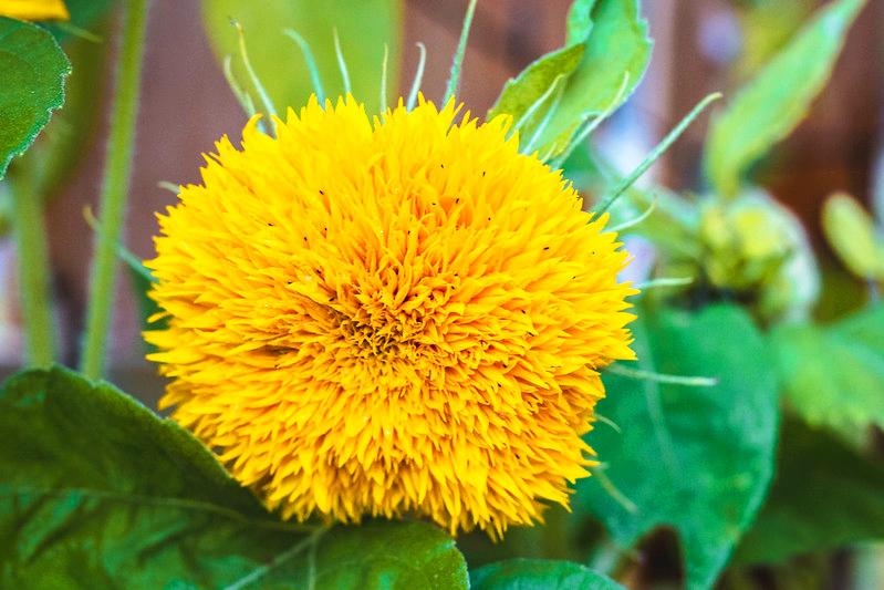 Hoa hướng dương gấu bông