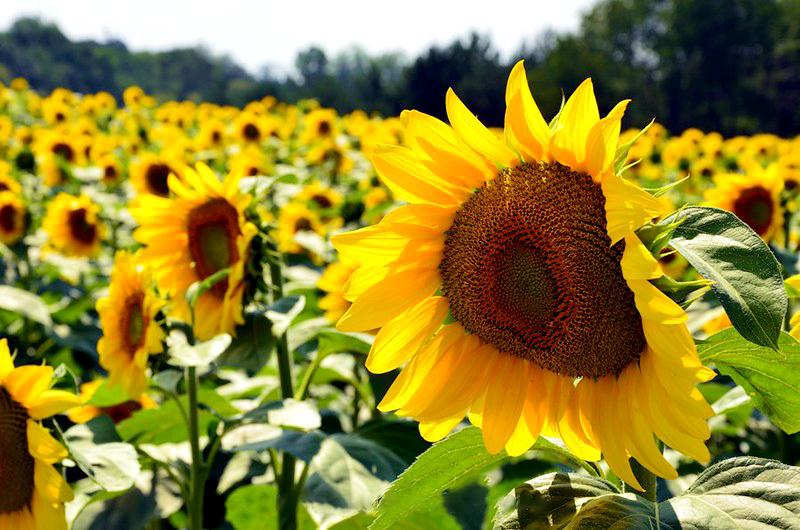 Hoa hướng dương ma mút Nga