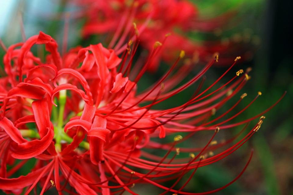 20 loài hoa đẹp nhất thế giới, số 3 ở Việt Nam mọc đầy - 5