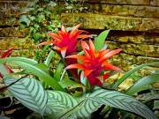 Nhà đẹp - Top 9 cây phát lộc nên trồng để tài lộc vào nhà như lũ