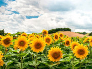 Nhà đẹp - Hoa hướng dương - Nguồn gốc và ý nghĩa đặc biệt ít người biết đến