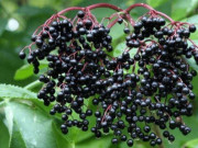 Xem ăn chơi - Loại quả xưa có đầy không ai hái, giờ thành đặc sản muốn mua phải xếp hàng chờ đợi, 150.000 đồng/kg