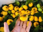 Tiêu dùng - Loại quả quê “chỉ ngửi không ăn” được lùng mua với giá đắt hơn hoa quả nhập khẩu