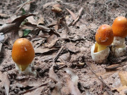 Tiêu dùng - Đặc sản mỗi năm chỉ có một lần, xưa giá rẻ bèo, nay 500.000 đồng/kg có tiền cũng chưa chắc đã mua được