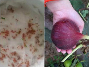 Nhà đẹp - Hai loại “quả đầy hạt” ném vào chậu, 10 ngày nữa sẽ nảy mầm, 2 tháng mọc thành chậu