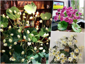 Giữa mùa sen, chị em không cắt gốc bỏ bình mà đưa cả đầm sen ngát hương vào nhà