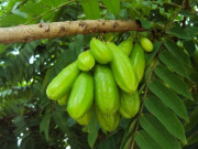 Xem ăn chơi - Loại quả có vị chua thành đặc sản nổi tiếng, chị em nội trợ thích ăn vô cùng vì quá tuyệt vời, 170.000 đồng/kg