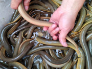 Tiêu dùng - Món “nhà nghèo” xưa ra đồng bắt về ăn, giá rẻ bèo, nay thành đặc sản đắt khách 300.000 đồng/kg