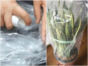 Nhà đẹp - Lấy túi ni lông đắp lên chậu hoa có tác dụng thần kỳ, hàng xóm thấy hay thi nhau học