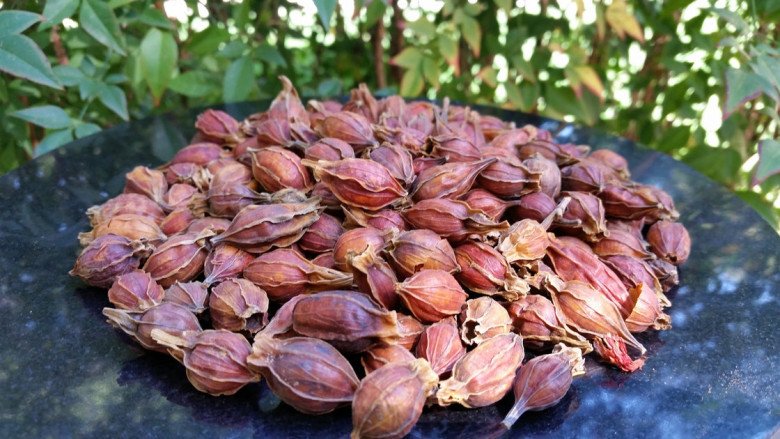 Quả dành dành có trong nhiều bài thuốc cổ truyền Trung Quốc. (Ảnh minh họa)