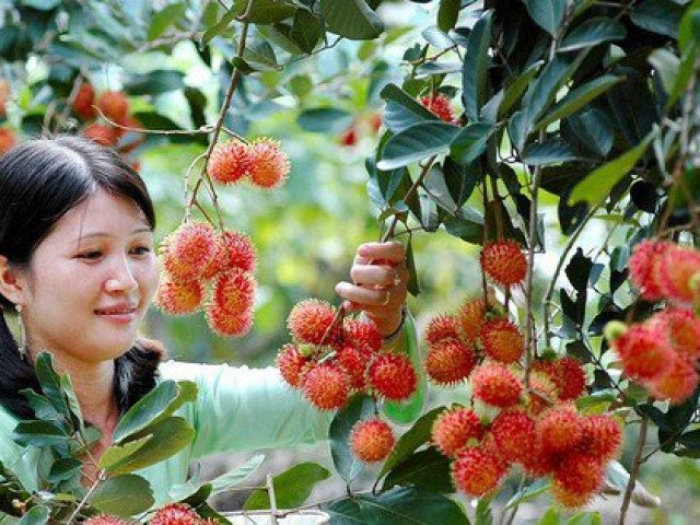 Hè này vi vu miền Tây với tour vườn trái cây: Cảnh đẹp nghìn like, còn được ăn ngon