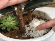 Nhà đẹp - Dù trồng hoa gì, rắc một nắm vào lọ vài ngày nữa lá xanh rì, càng để lâu càng tốt