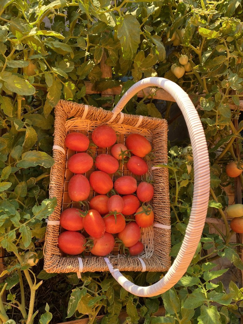 Được bố mẹ tặng nhà nhân ngày cưới, cô chủ Bình Thuận làm vườn ngũ sắc, sắp mở rộng 5.000m2 - 5