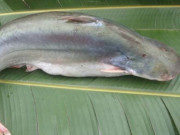 Tiêu dùng - Loại cá có mùi vị rất đặc biệt, xưa có đầy nay vô cùng khan hiếm và đắt đỏ, 700.000 đồng/kg nhà giàu thích mê