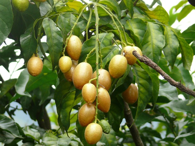 Loại quả xưa đầy không ai ăn, nay là đặc sản được dân thành thị ưa chộng, càng ăn càng mê, 50.000 đồng/kg