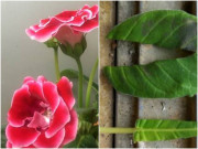 Nhà đẹp - Loại hoa này "quá ngoan cường", lá bị cắt nát vẫn có thể mọc lên trong đất, nở hoa đẹp