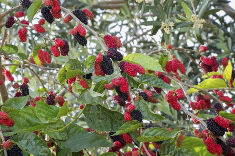 Cây dâu tằm dễ trồng, mang về nguồn thu nhập ổn định