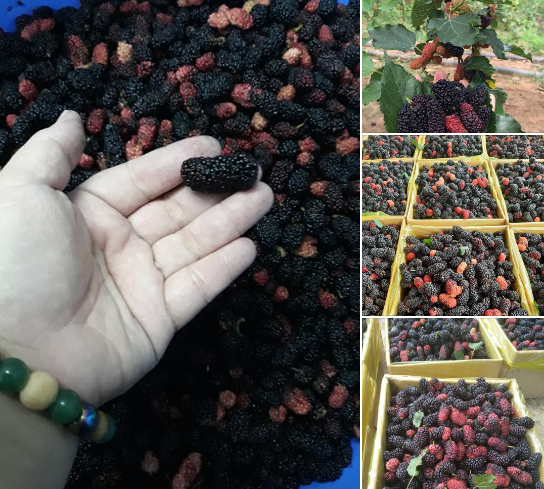 Trên chợ mạng, dâu tằm được đóng thùng bán đi các tỉnh thành