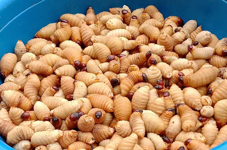 Nhộng cọ có hình dáng giống con đuông dừa nhưng hiếm hơn nhiều, vì thế mà giá thành khá cao