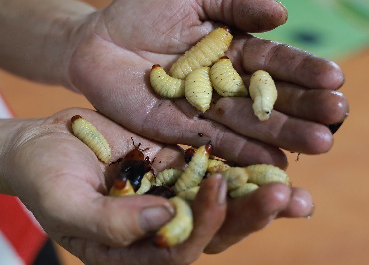 Ở Phú Thọ, nhộng cọ có giá lên tới 350.000 đồng/kg và không phải lúc nào cũng có hàng để mua, muốn ăn phải đặt trước