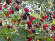 Tiêu dùng - Loại quả quê xưa có đầy không ai hái, bán không ai mua, nay thành đặc sản nổi tiếng ở thành phố, 60.000 đồng/kg