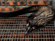 Tin tức - Nghề lạ ở Việt Nam: Nuôi loài thú cho vui, cho ăn chuối mỗi ngày, bán làm đặc sản lạ đắt khách ở thành phố