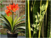 Nhà đẹp - Giữ 3 loại hoa này ở nhà sẽ phát tài, mọc bụi to "nứt" chậu, hoa chơi được 100 ngày