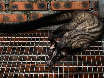 Nghề lạ ở Việt Nam: Nuôi loài thú cho vui, cho ăn chuối mỗi ngày, bán làm đặc sản lạ đắt khách ở thành phố