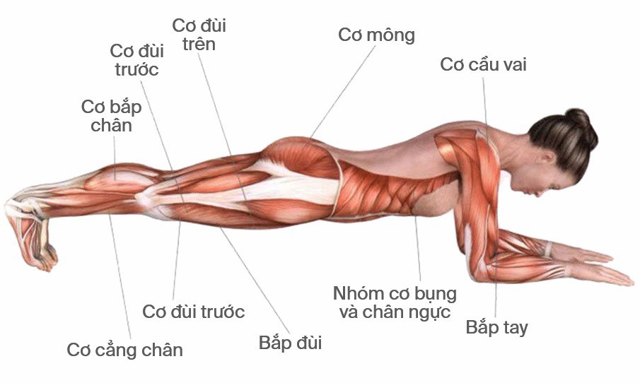 Hình giải phẫu lí giải lí do tại sao Plank lại đốt nhiều năng lượng đến vậy. Vì nó có sự tham gia của hầu hết các nhóm cơ trên body trong 1 động tác.
