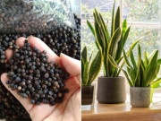 Bỏ một nắm hạt tiêu vào chậu hoa, cây nào cây nấy xanh tốt, sâu bệnh không dám đến gần