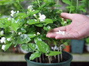 Nhà đẹp - Hoa nhài có 2 tình huống cần bổ sung phân bón kịp thời, nếu không hoa sẽ ngày càng ít