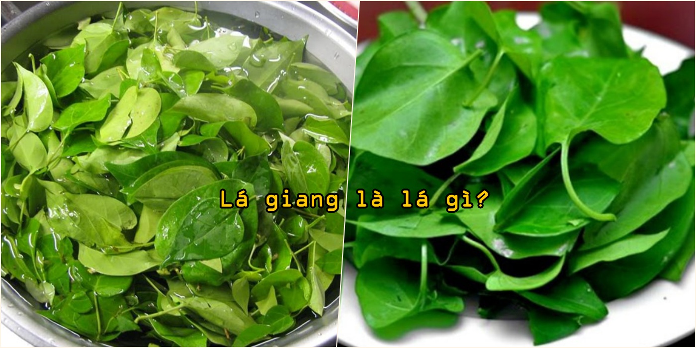 3 cách nấu lẩu gà lá giang ngon với măng chua, nấm ai cũng thích mê