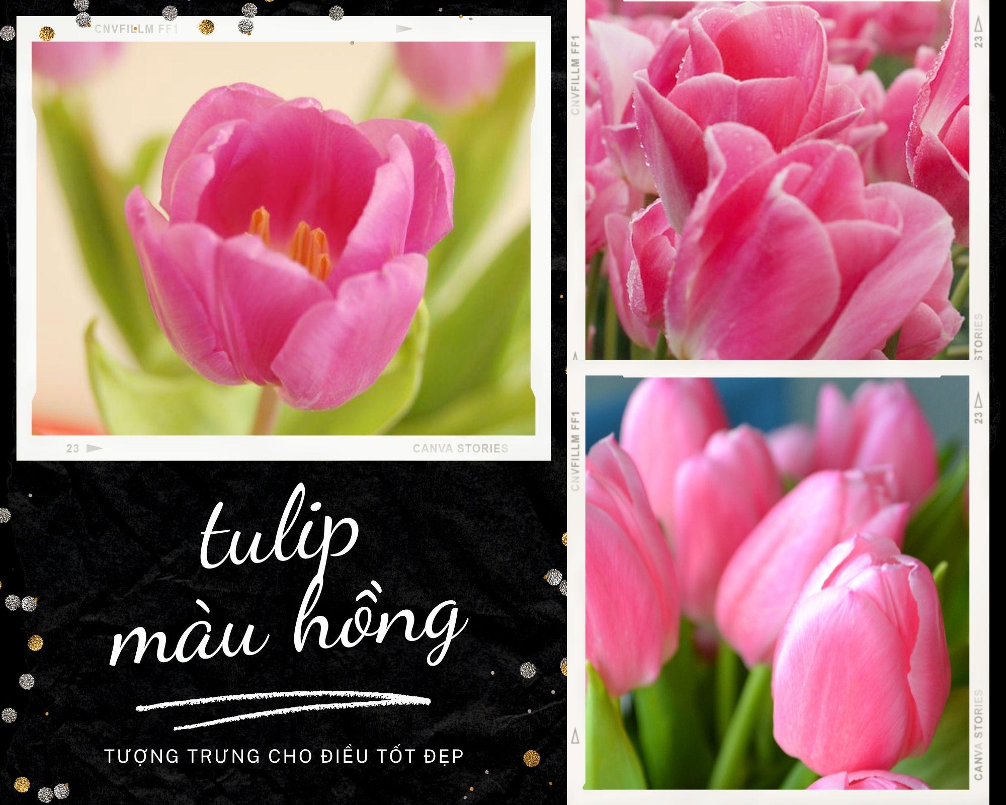 Hoa Tulip - Nguồn gốc, đặc điểm và ý nghĩa ẩn giấu đằng sau mỗi sắc hoa - 6