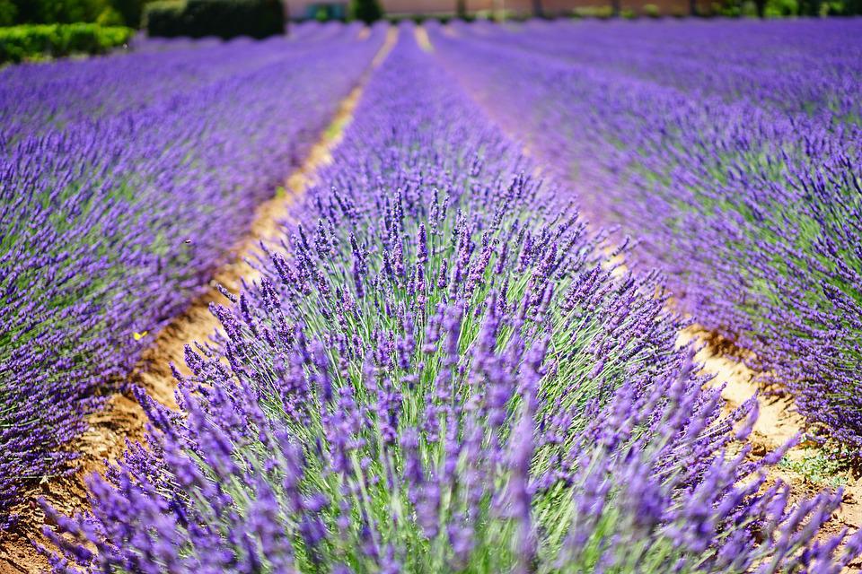 Hoa oải hương - Nguồn gốc, ý nghĩa, cách trồng và chăm sóc hoa Lavender - 15