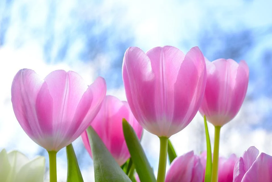Hoa tulip - Nguồn gốc, đặc điểm và ý nghĩa ẩn sau mỗi màu hoa - 1